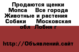 Продаются щенки Мопса. - Все города Животные и растения » Собаки   . Московская обл.,Лобня г.